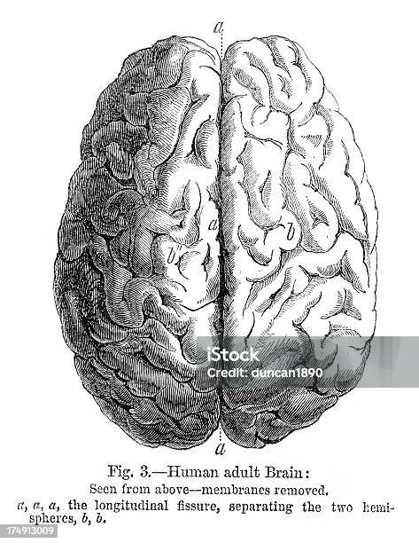 Vetores de Cérebro Humano e mais imagens de Fora De Moda - Estilo - Fora De Moda - Estilo, Diagramas Médicos, Antigo