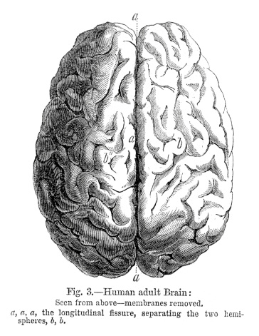 Vintage engraving from 1864 a human brain