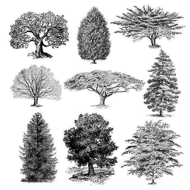 illustrations, cliparts, dessins animés et icônes de forêt arbre vintage clipart illustrations/nature - poplar tree illustrations