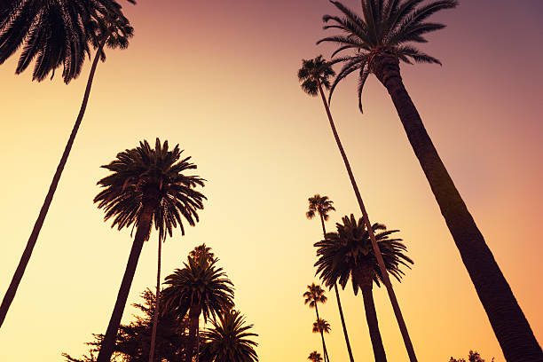 istock Palm tree at sunset on Beverly Hills, California - USA 174913172