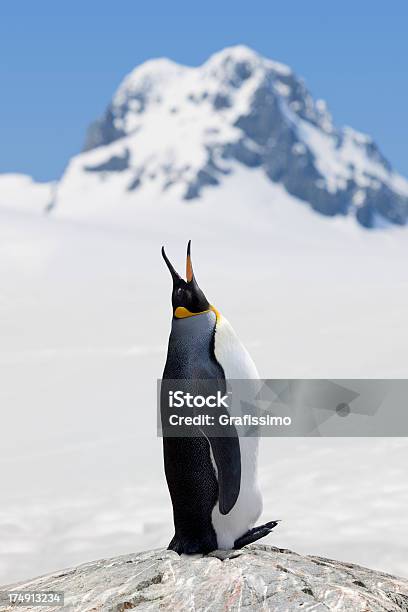 Antarktis Königspinguin Rufen Stockfoto und mehr Bilder von Antarktis - Antarktis, Einzelnes Tier, Eis