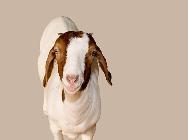 Happy Goat stock photo