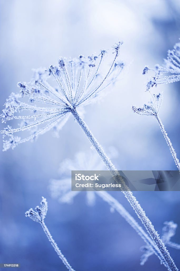 Recouvert de glace dans un jardin d'hiver - Photo de Abstrait libre de droits