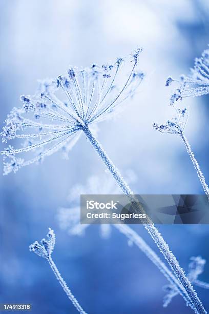 Ghiaccio Che Coprono La Divisione In Un Giardino Dinverno - Fotografie stock e altre immagini di Ambientazione esterna