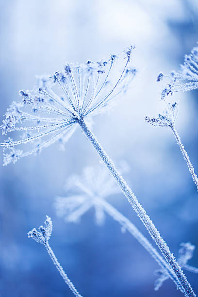 istock Ice covered plant in a winter garden 174913318