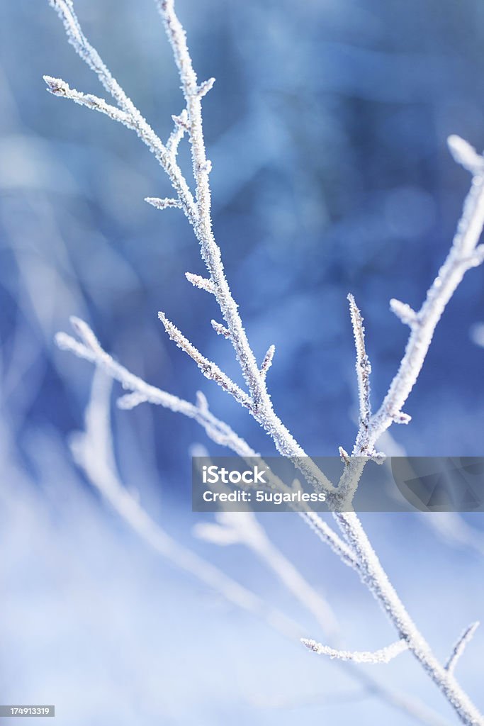 Hoarfrost na rośliny w ogrodzie zimowym - Zbiór zdjęć royalty-free (Styczeń)