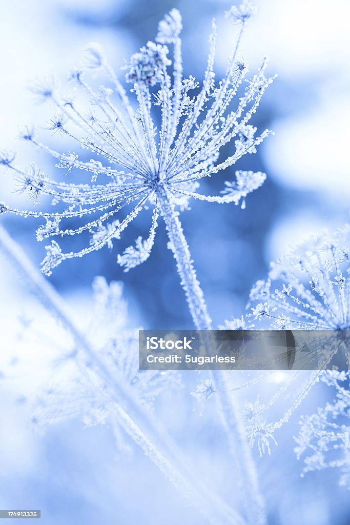 Eis mit Pflanze in einem winter garden - Lizenzfrei Makrofotografie Stock-Foto