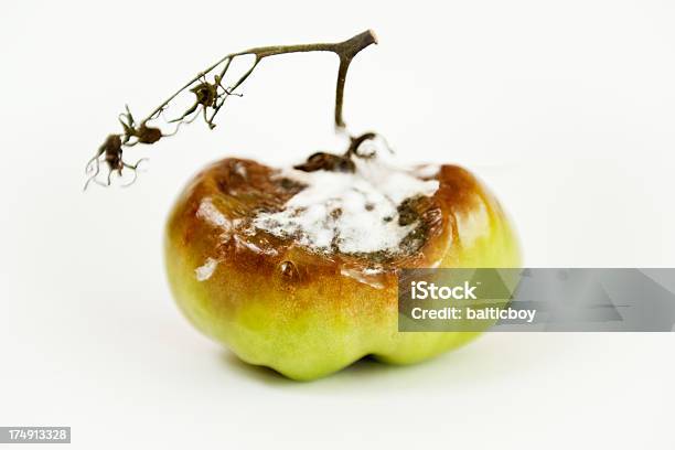 Muffa Grigia Malattiamuffa Grigia - Fotografie stock e altre immagini di Muffa grigia - Muffa grigia, Pomodoro, Alimentazione non salutare