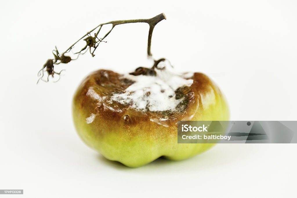 Gray Mold disease - Botrytis cinerea Green tomatoe with Gray Mold disease (Botrytis cinerea) and Phytophtora infestans. Botrytis Cinerea Stock Photo