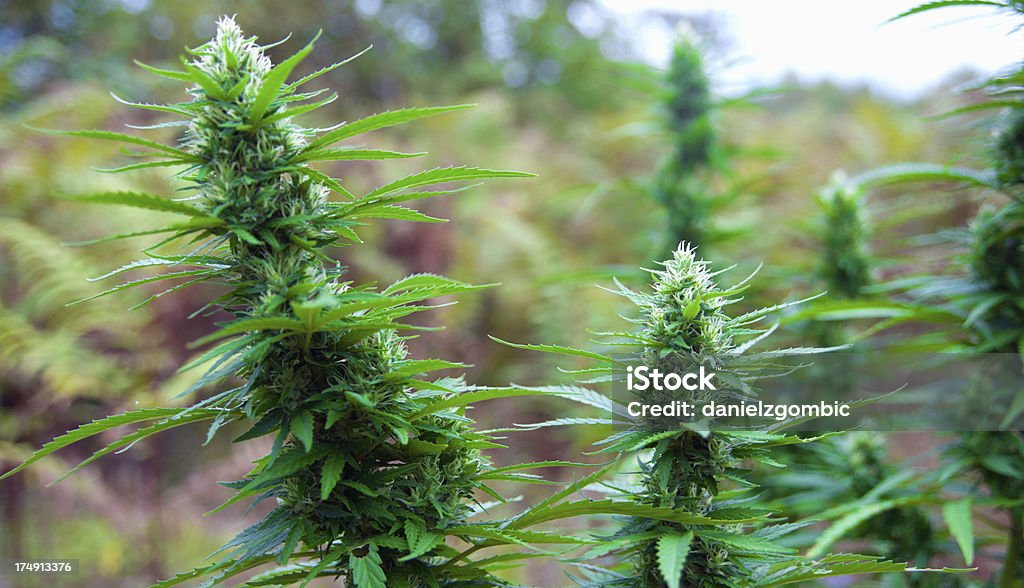 Cannabis - Foto stock royalty-free di Marijuana - Cannabis