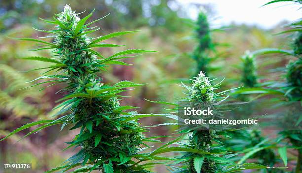 Cannabis - Fotografie stock e altre immagini di Marijuana - Cannabis - Marijuana - Cannabis, Pianta di cannabis, Abuso