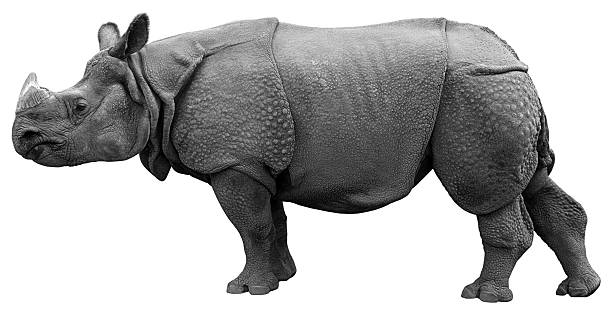 Indian rhinoceros isolated on the white background