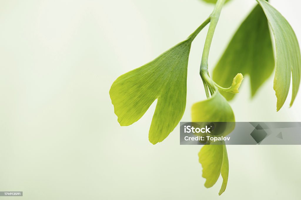 Folhas de Gingko - Foto de stock de Beleza natural - Natureza royalty-free