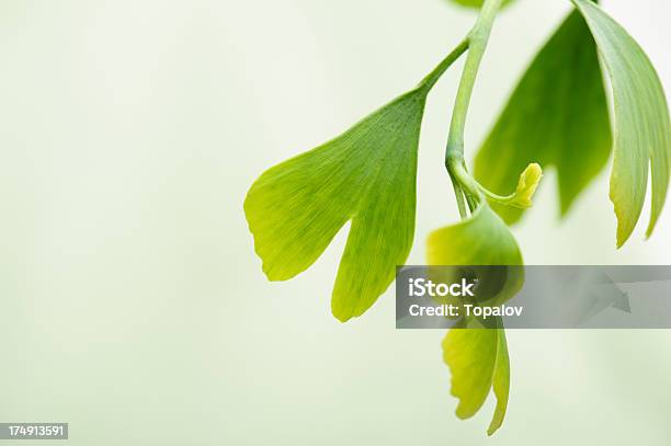 Foto de Folhas De Gingko e mais fotos de stock de Beleza natural - Natureza - Beleza natural - Natureza, Botânica - Assunto, Cor Vibrante