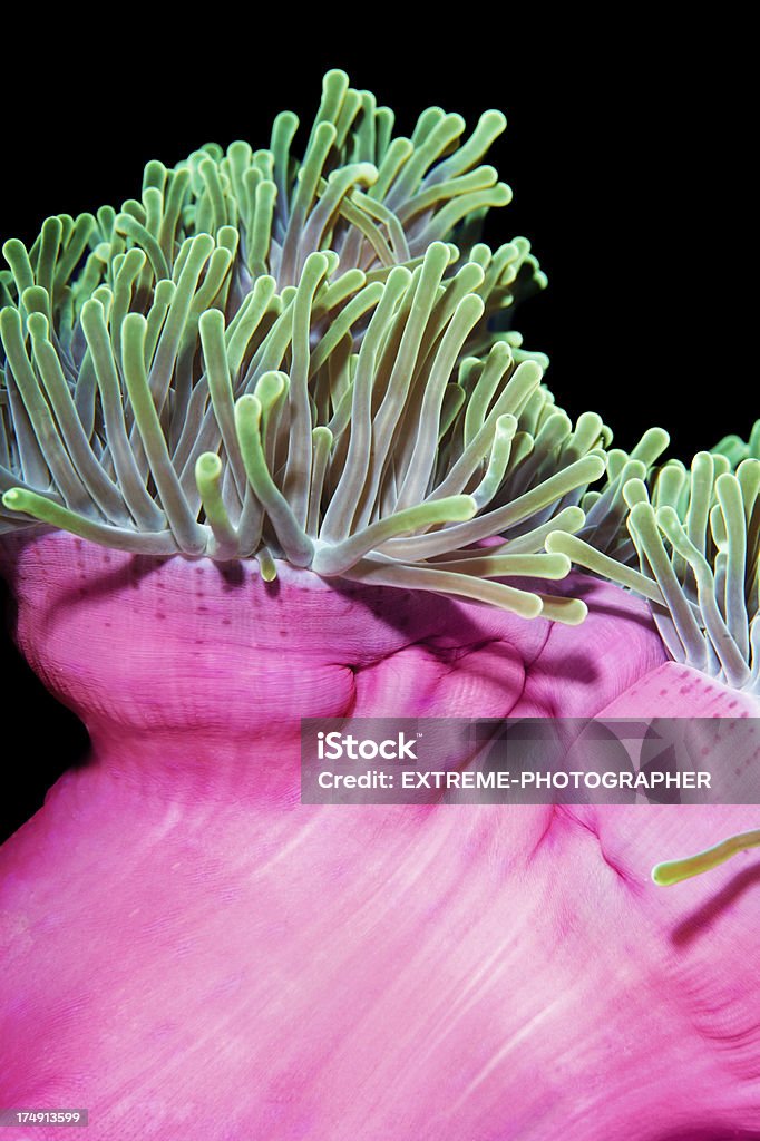 Corals Vibrant colors of sea corals isolated on black. Animal Wildlife Stock Photo