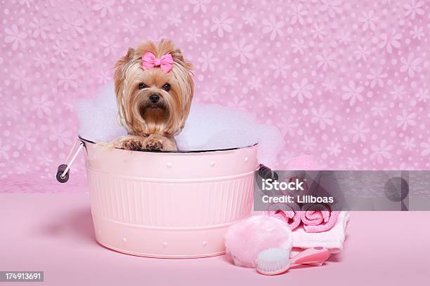 Yorkie W Bubble Bath - zdjęcia stockowe i więcej obrazów Pies - Pies, Różowy, Kąpiel w pianie