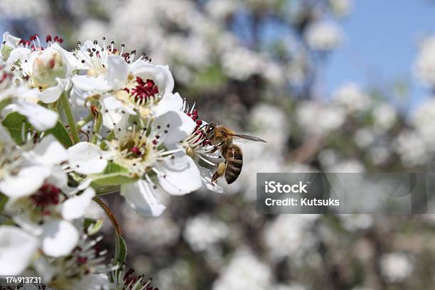 꿀벌 0명에 대한 스톡 사진 및 기타 이미지 - 0명, 곤충, 꽃-식물