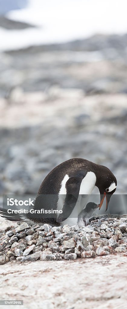 南極ジェンツーペンギン、赤ちゃんの巣 - ジェンツーペンギンのロイヤリティフリーストックフォト