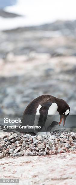 Antártida Pinguimpapu Com Bebê No Ninho - Fotografias de stock e mais imagens de Animal - Animal, Antártida, Ao Ar Livre