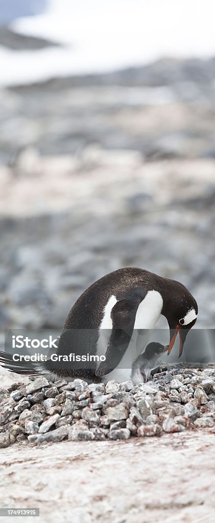 Антарктика Папуанский пингвин с baby на гнездо - Стоковые фото Антарктика роялти-фри