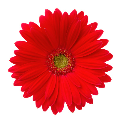 Red fower on white background.