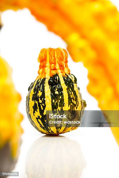 Gourds Colorido - Fotografias de stock e mais imagens de Abóbora-Menina - Cucúrbita - Abóbora-Menina - Cucúrbita, Colorido, Comemoração - Evento