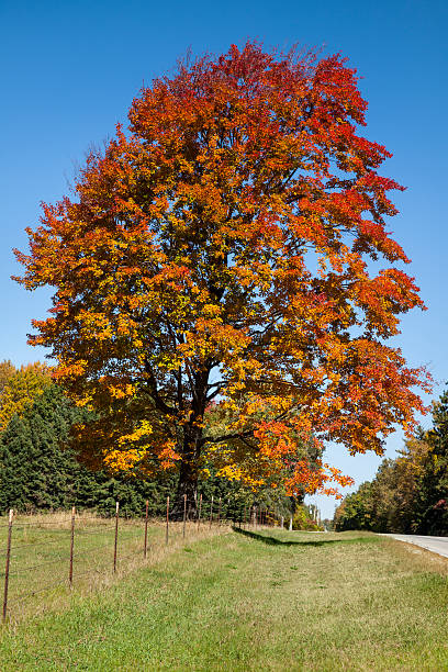 istock Stately Old Maple Tree Wearing Dazzling Autumn Colors 174914262