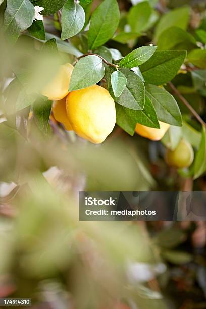 Maduro Limones Foto de stock y más banco de imágenes de Limonero - Limonero, Agricultura, Aire libre