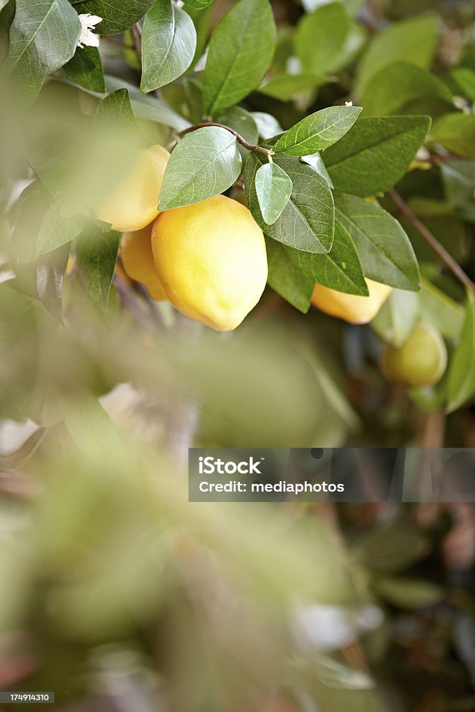 Maturo limoni - Foto stock royalty-free di Albero di limone