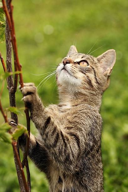 istock Cat in the garden 174914494