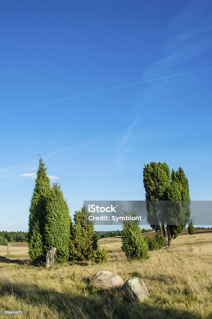 Pole heather z drzewa - Zbiór zdjęć royalty-free (Bez ludzi)