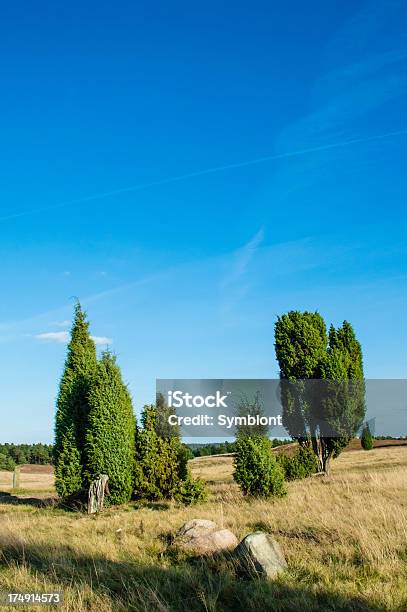 Pole Heather Z Drzewa - zdjęcia stockowe i więcej obrazów Bez ludzi - Bez ludzi, Bezchmurne niebo, Chmura