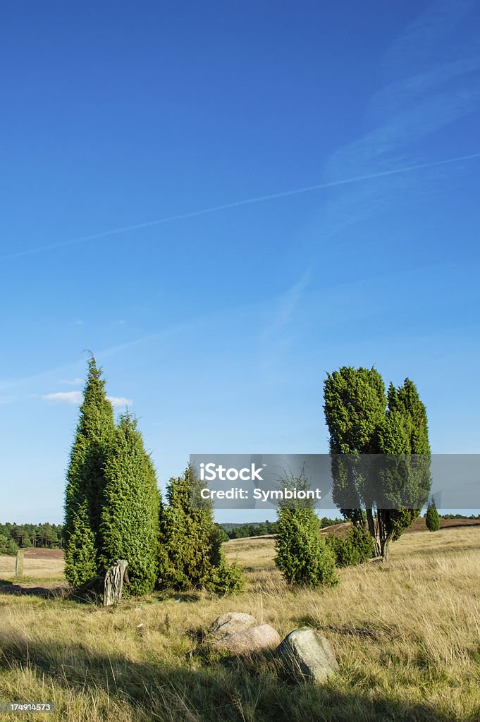 Campo de heather com árvores - Foto de stock de Azul royalty-free