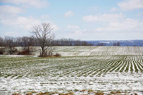 invierno cultivo en el oeste de nueva york - isweather2013 fotografías e imágenes de stock