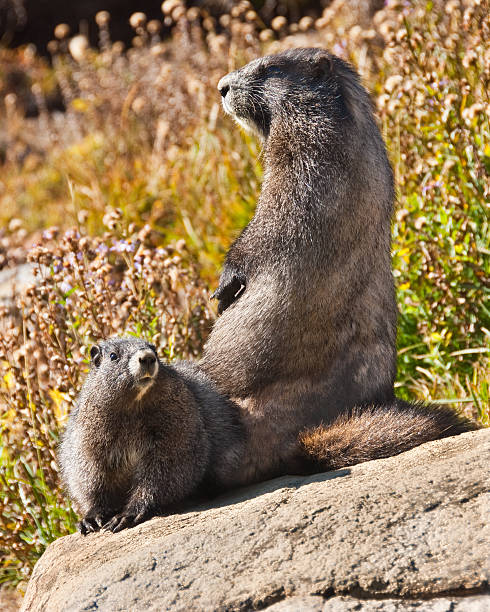 para hoary marmots siedzi na skale - groundhog animal animal behavior beauty in nature zdjęcia i obrazy z banku zdjęć