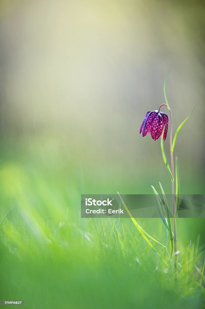 Fritillaria Blume - Lizenzfrei Aufnahme von unten Stock-Foto