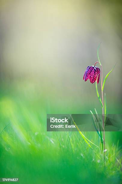 Fritillaria Flor Foto de stock y más banco de imágenes de A cuadros - A cuadros, Aire libre, Belleza de la naturaleza