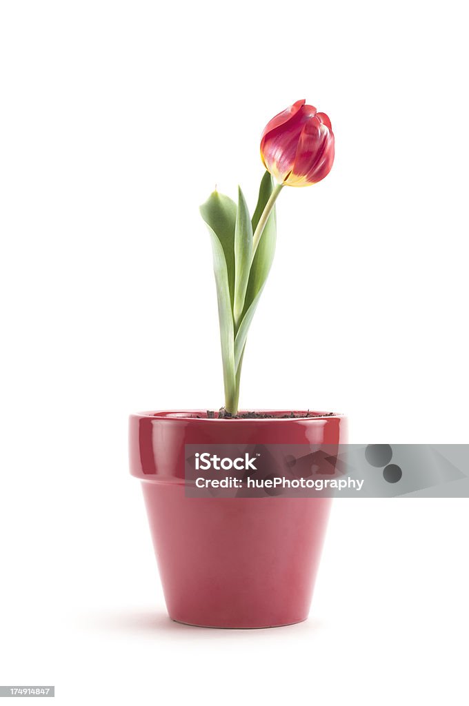 Różowy Tulip zakładu - Zbiór zdjęć royalty-free (Bez ludzi)