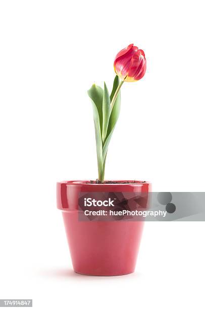 Różowy Tulip Zakładu - zdjęcia stockowe i więcej obrazów Bez ludzi - Bez ludzi, Białe tło, Doniczka