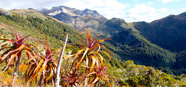 Mountain Neinei (Dracophyllum traversii), Kahurangi National Park  motueka photos stock pictures, royalty-free photos & images
