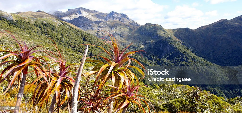 Montanha Neinei (Dracophyllum traversii), Parque Nacional de Kahurangi - Foto de stock de Árvore sangue de dragão royalty-free