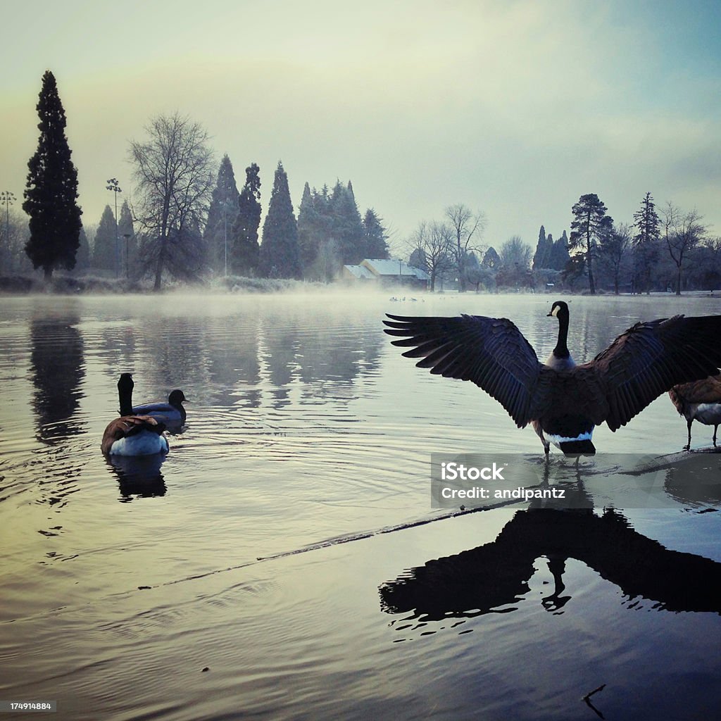 Oche in una nebbia di lago - Foto stock royalty-free di Acqua
