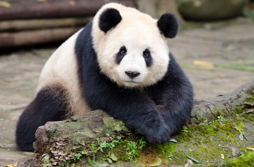 Young giant panda eating bamboo in the grass, portrait