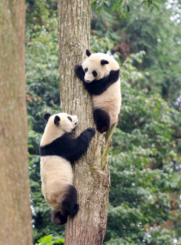 Giant Panda Cubs at Play, climbing a tree - Chengdu, China.