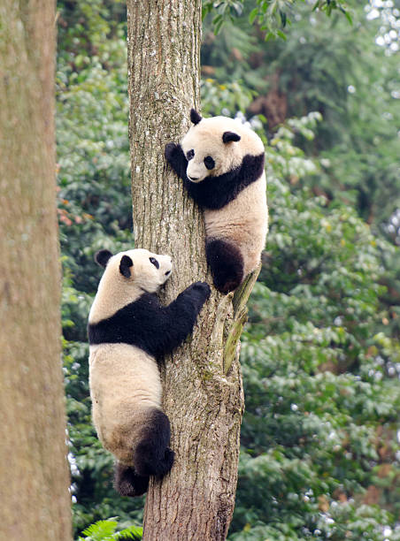 Giant Panda Cubs at Play - China stock photo