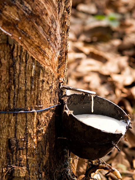 Rubber tree plantation Latex being collected from a tapped rubber trees at Srimangal rubber tree plantations in Bangladesh sylhet stock pictures, royalty-free photos & images