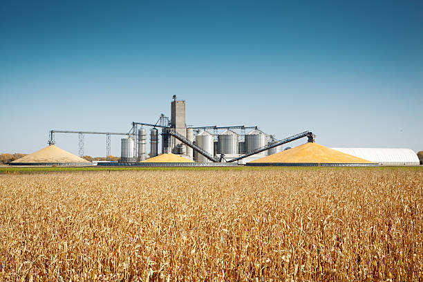 Subject: Storage grain bin silos in a field of matured corn crop in harvest time.
