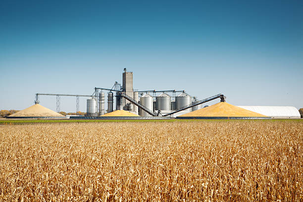 corn harvest de processamento e silos de outono campo de fazenda agrícola - food processing plant - fotografias e filmes do acervo