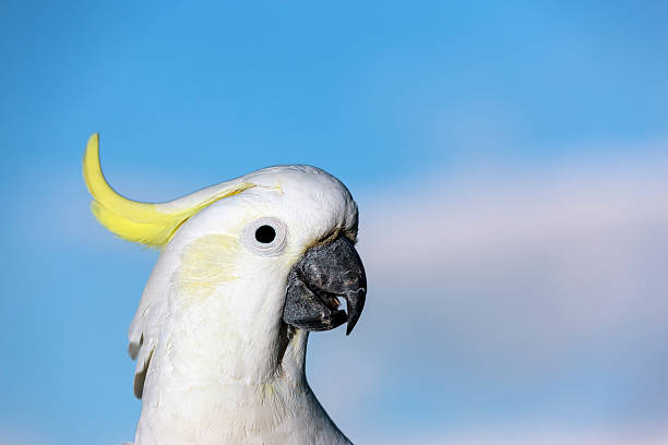 istock Sulphur-crested Cockatoo 174915157