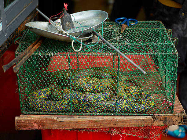 Snakes at a restaurant Snakes displayed infront of a restaurant in Southeast China yangshuo stock pictures, royalty-free photos & images